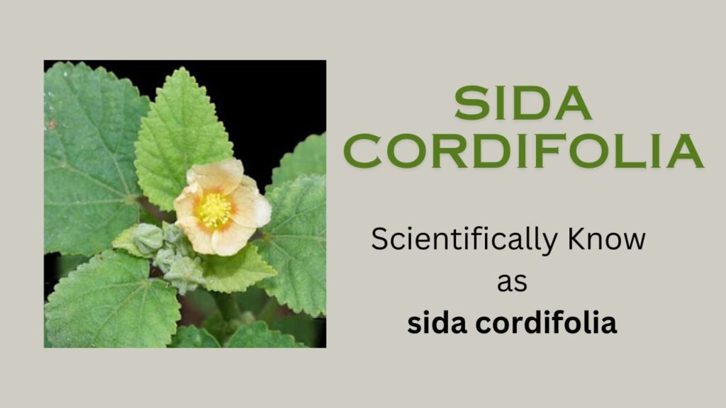 Sida cordifolia: Floral formula