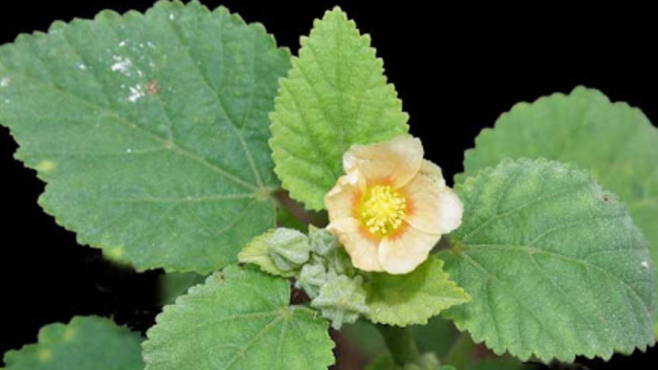 Sida cordifolia: Floral formula