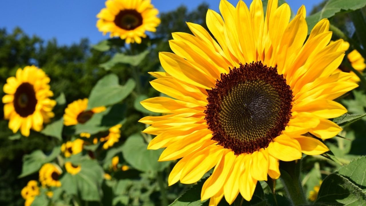 Common sunflower (Helianthus annuus): plant overview