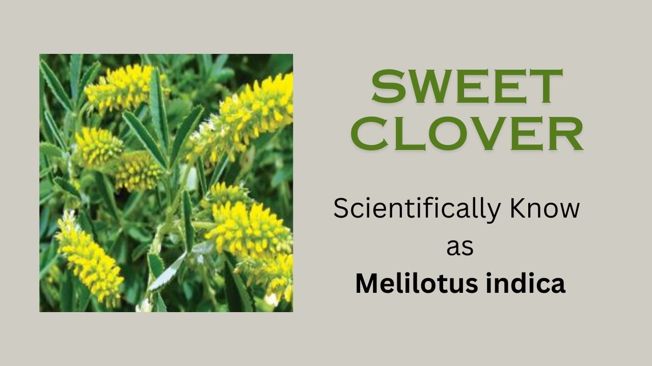 Melilotus indica: Sweet Clover