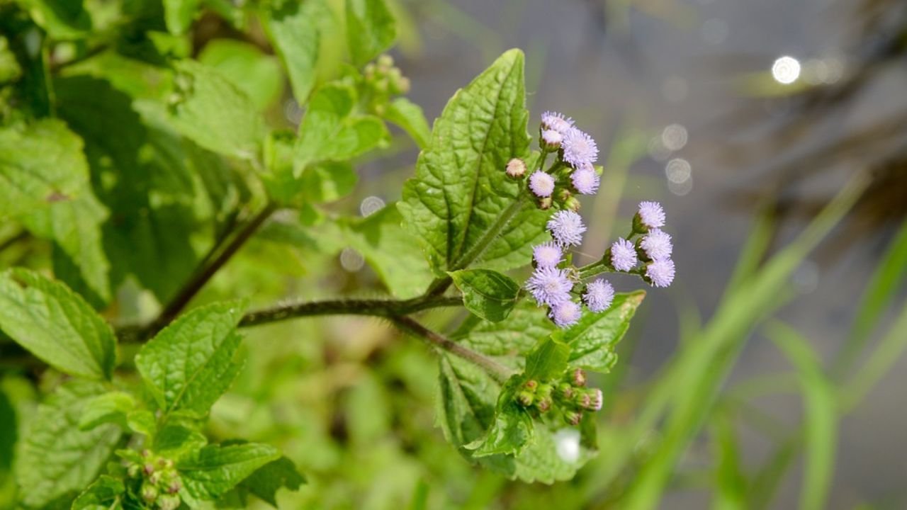 Billygoat weed (Ageratum conyzoides): plant overview