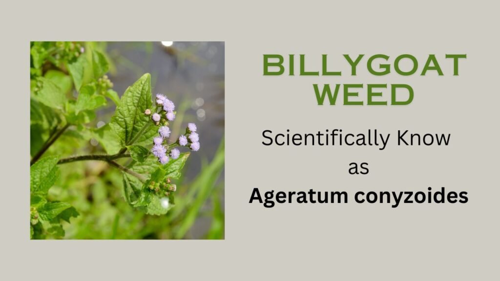 Billygoat weed (Ageratum conyzoides): plant overview