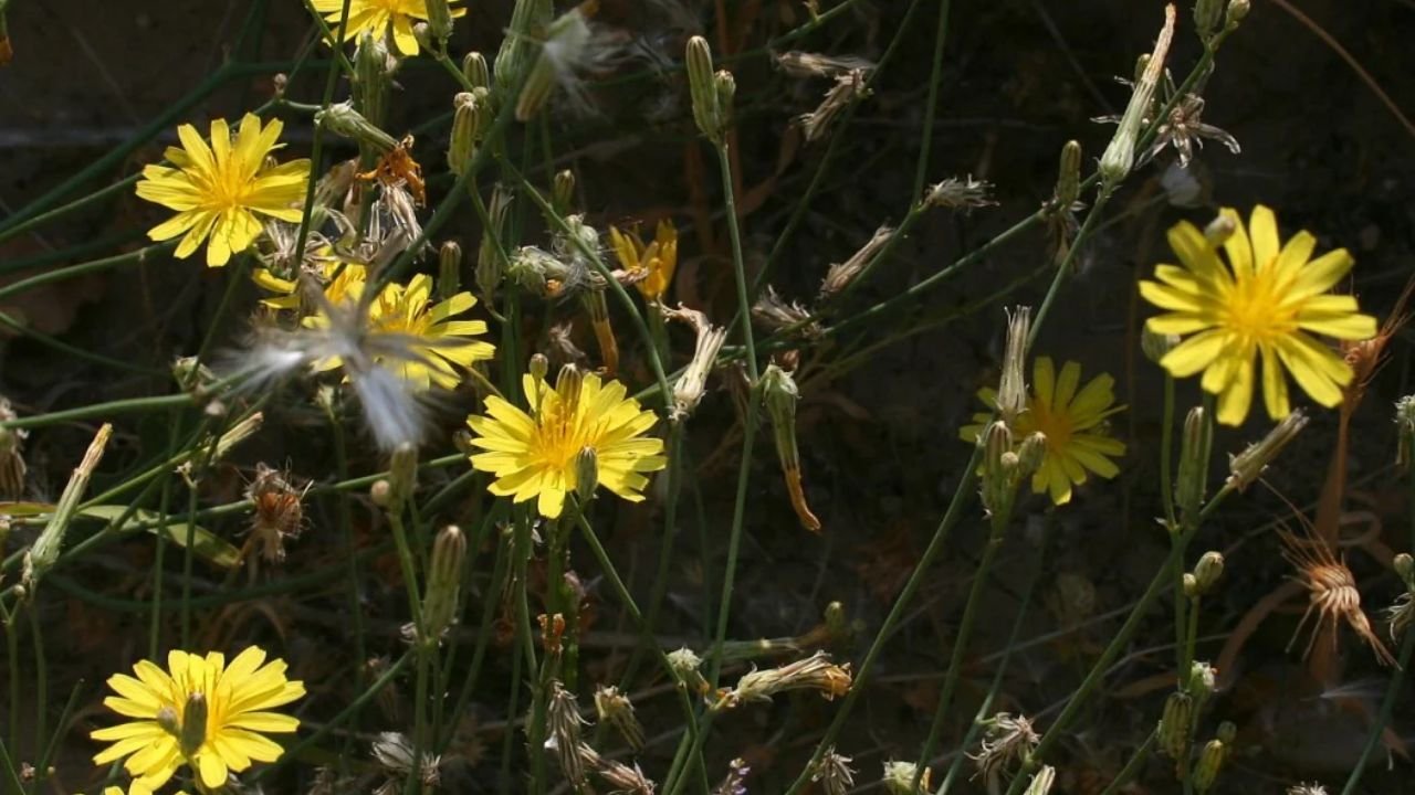 Launea nudicaulis: Plant overview