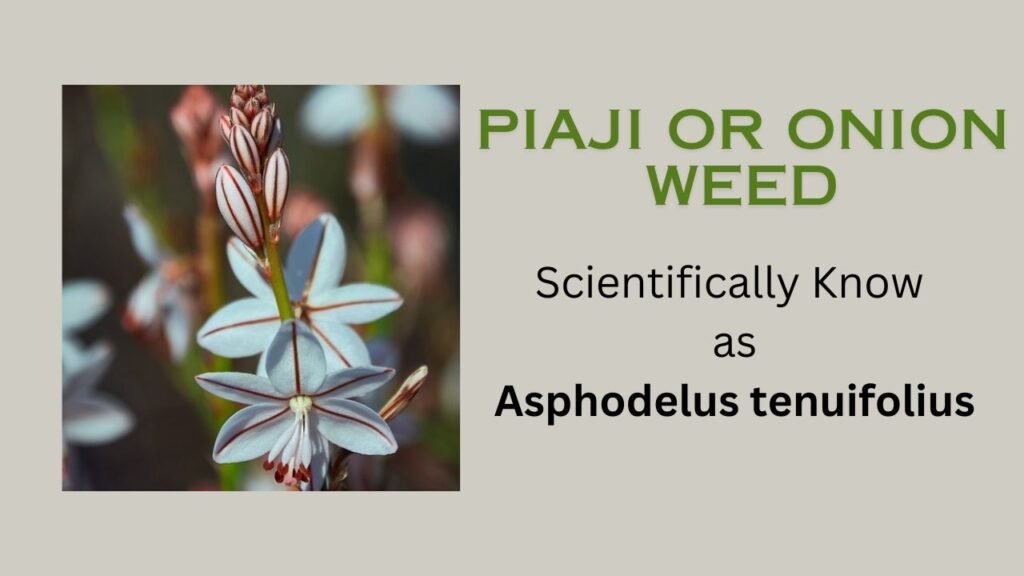 Asphodelus tenuifolius (Piaji): Plant Overview