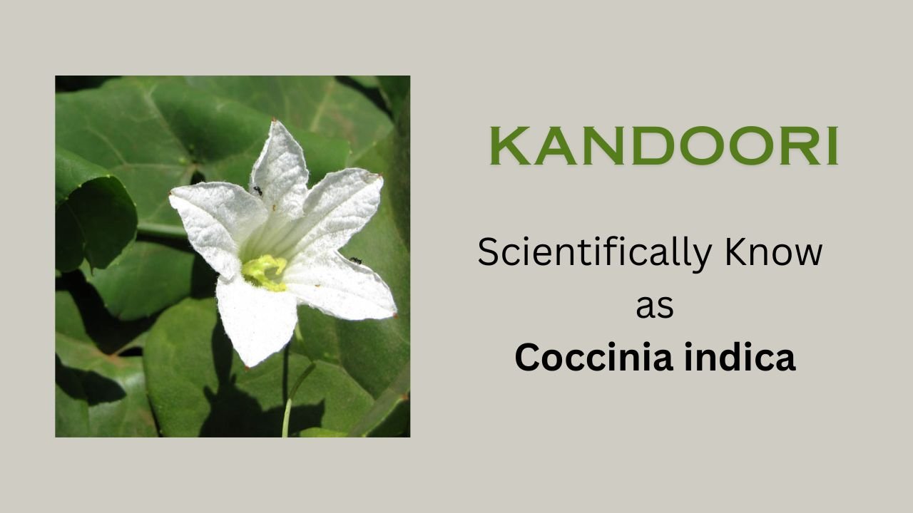 Coccinia indica (Kandoori): Plant Overview