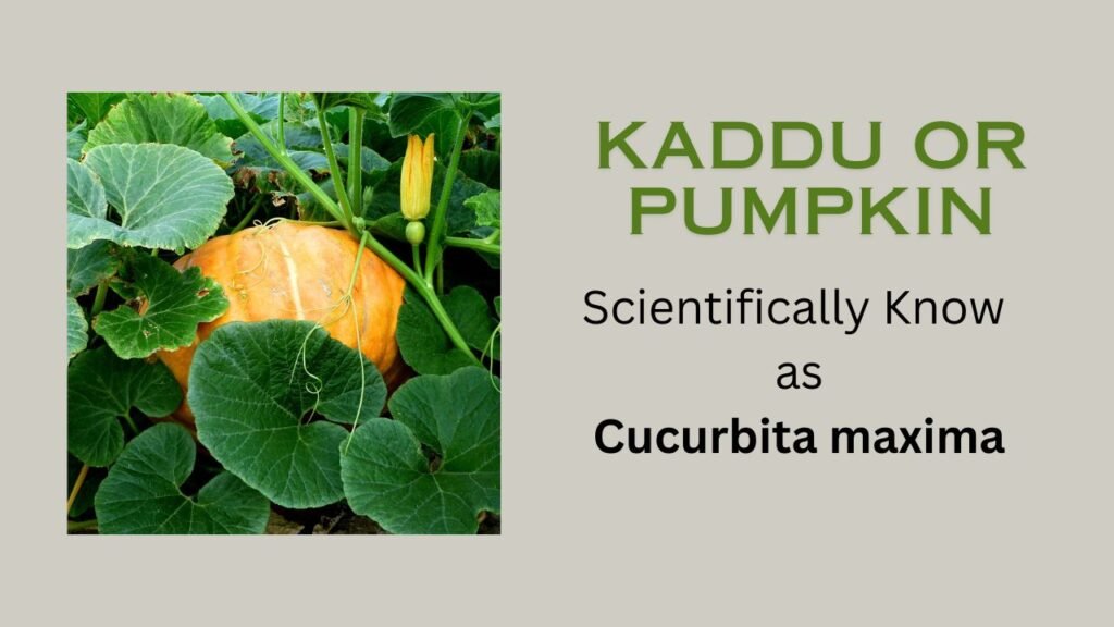 Cucurbita maxima (Kaddu): Plant Overview