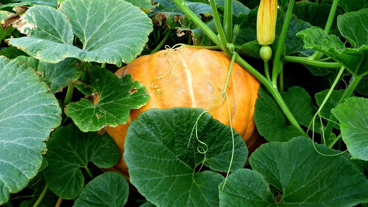 Cucurbita maxima (Kaddu): Plant Overview