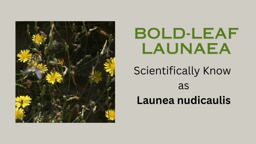 Launea nudicaulis: Plant overview