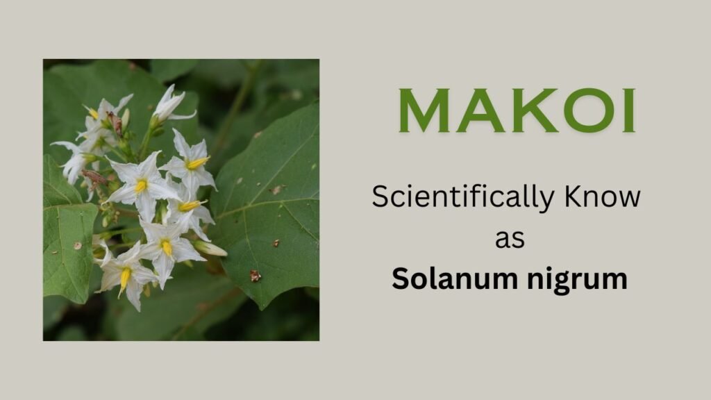 Solanum nigrum (Makoi): Plant Overview