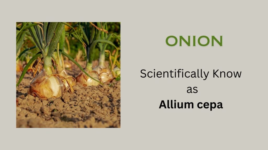 Allium cepa (Onion): Plant Overview