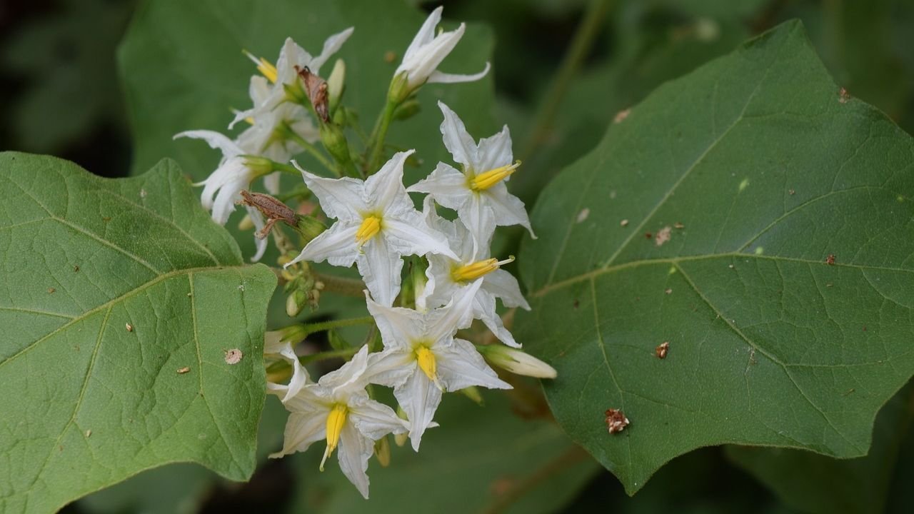 Solanum nigrum (Makoi): Plant Overview