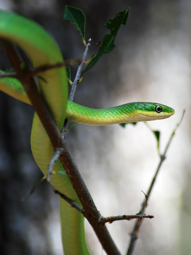 10 Most Dangerous Snakes Found in India