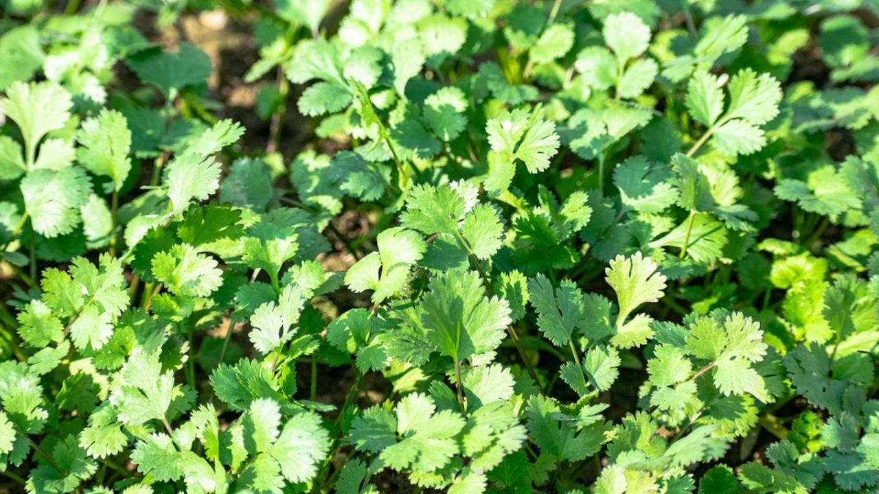 How to grow Coriander (Cilantro) at home: step to step guide