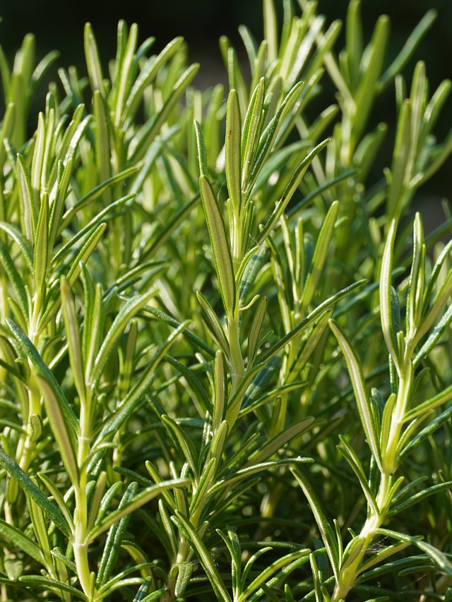 How to grow Rosemary at home in 10 step