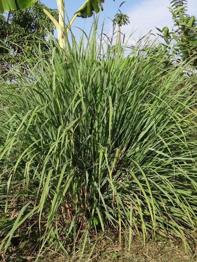 How to grow Lemongrass at home in 9 steps