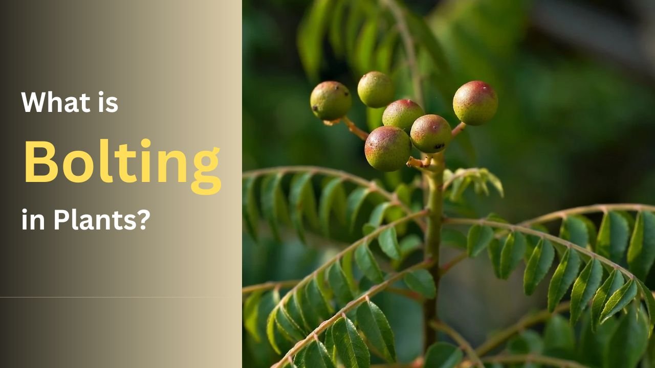 What is Bolting in Plants?| meaning, effect