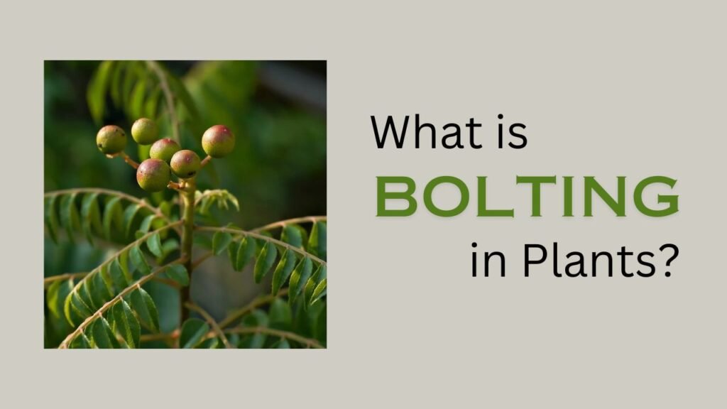 What is Bolting in Plants?| meaning, effect