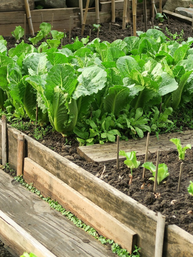 How to Grow Lettuce at Home in 9 step