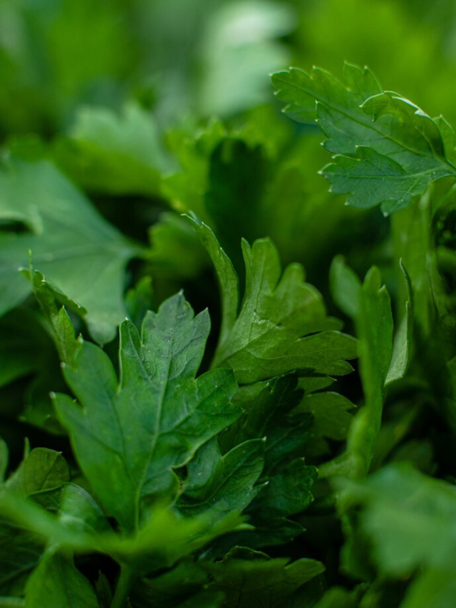 How to Grow Coriander (Dhania) in a Container