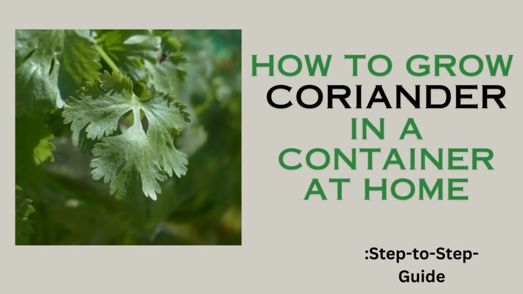 How to Grow Coriander in a Container at home