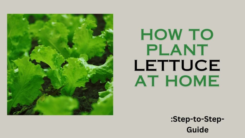 How to Grow Lettuce at Home: Step-to-Step guide