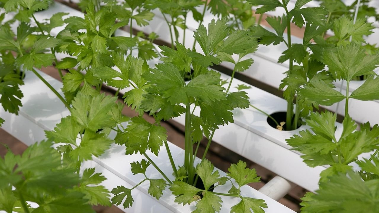 How to Grow Coriander in a Container at home