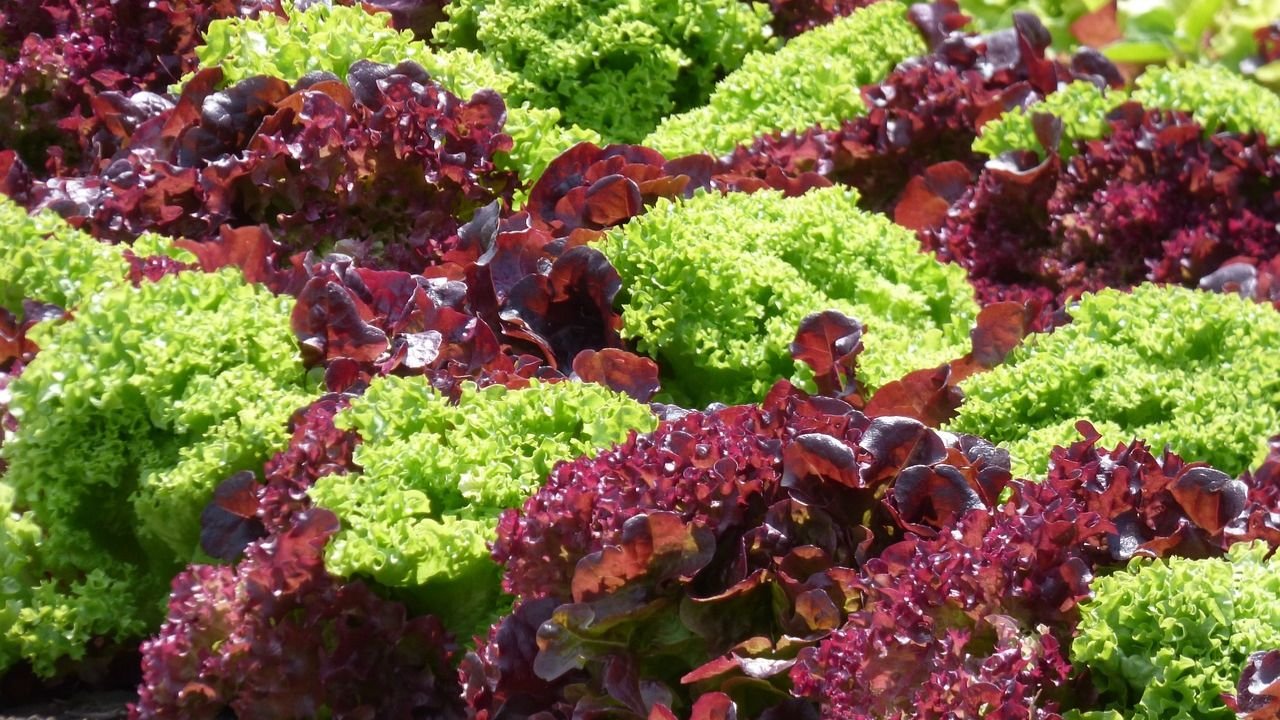 How to Grow Lettuce at Home: Step-to-Step guide