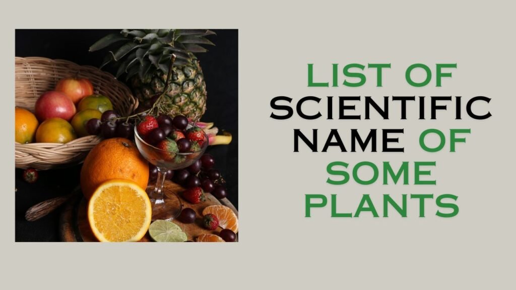 List of Scientific name of some plants