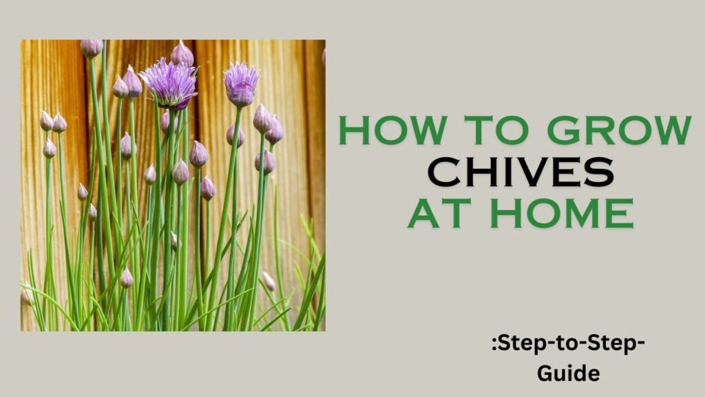 How to Grow Chives at Home – Step-by-Step Guide