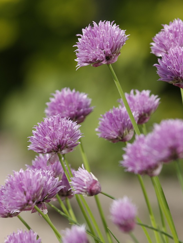How to Grow Chives at Home Step-by-Step