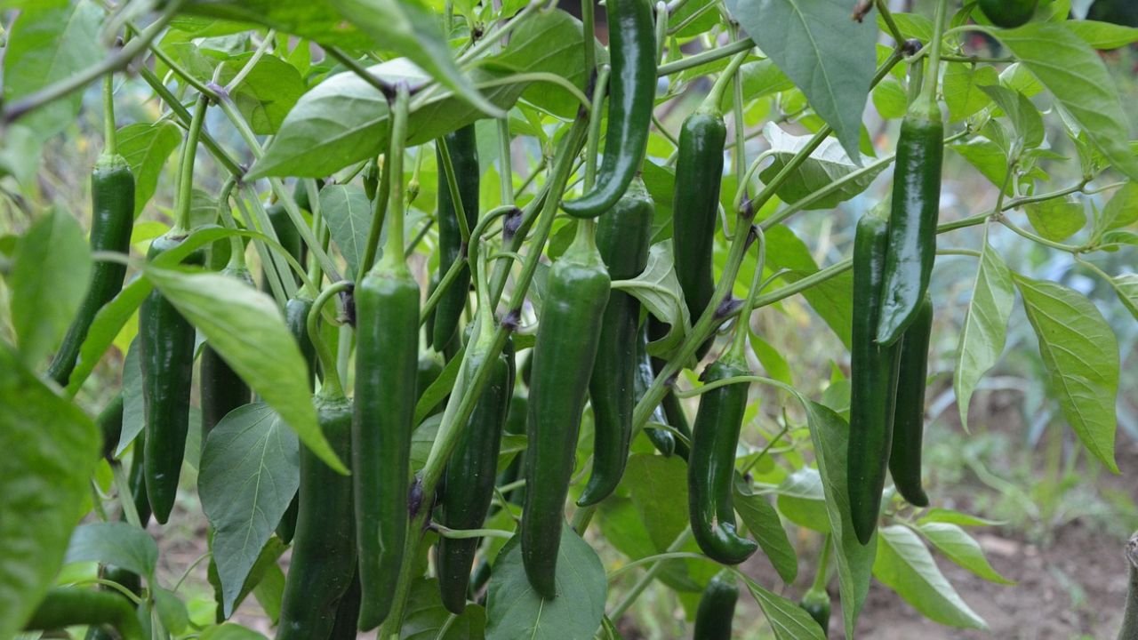 How to Grow Chillies and Peppers at Home - Step-by-Step Guide