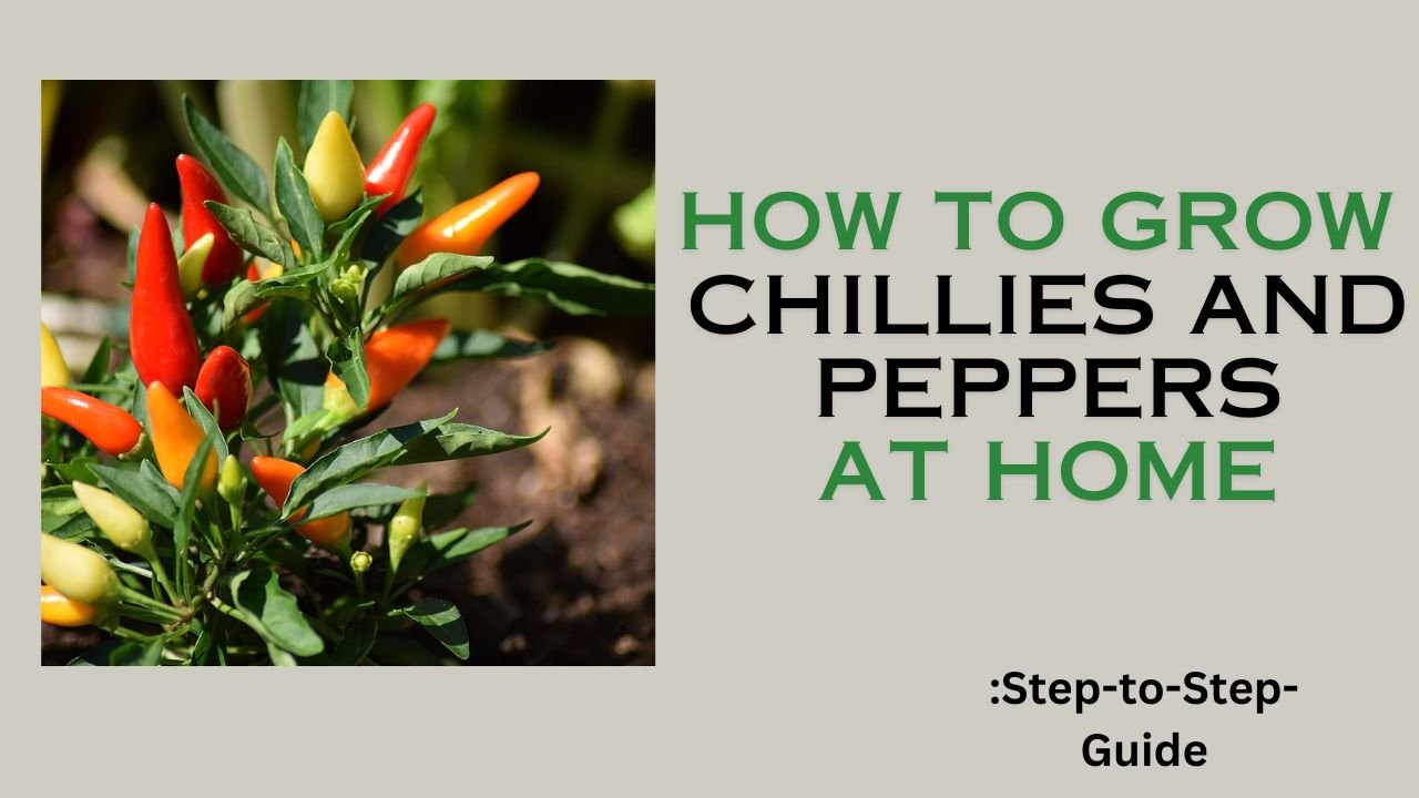 How to Grow Chillies and Peppers at Home – Step-by-Step Guide