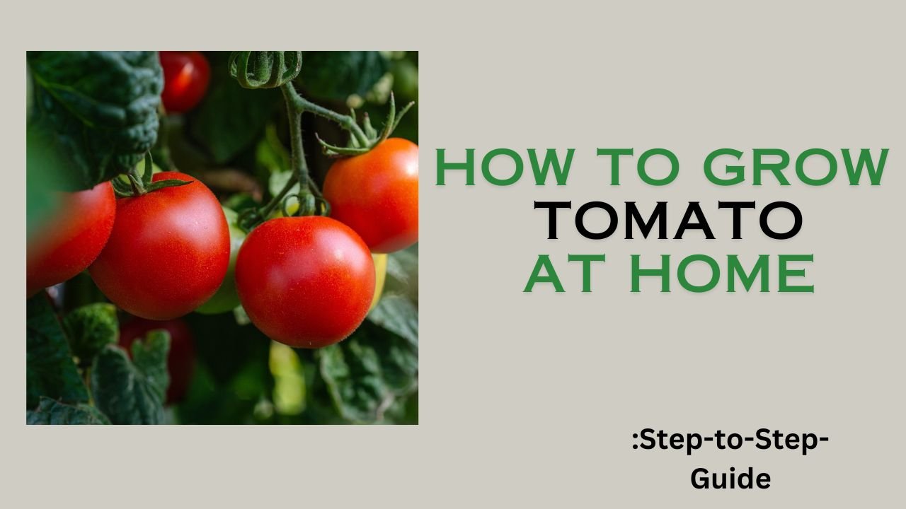 How to grow Tomato at home - step to step Guide