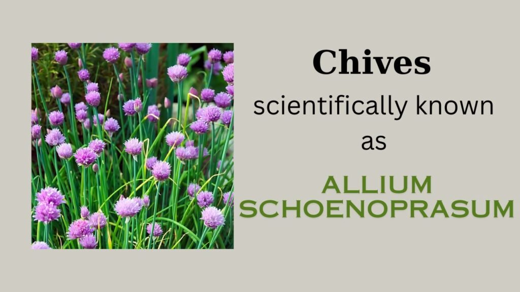 Chives (Allium schoenoprasum)- Plant overview and floral formula