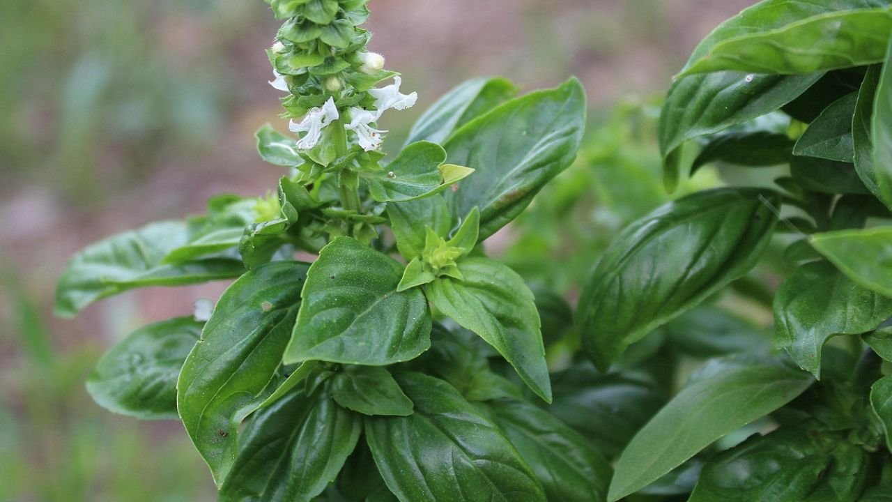 Basil (Ocimum basilicum)- Plant overview and floral formula