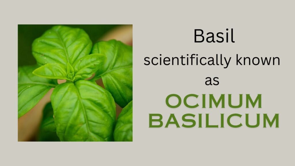 Basil (Ocimum basilicum)- Plant overview and floral formula