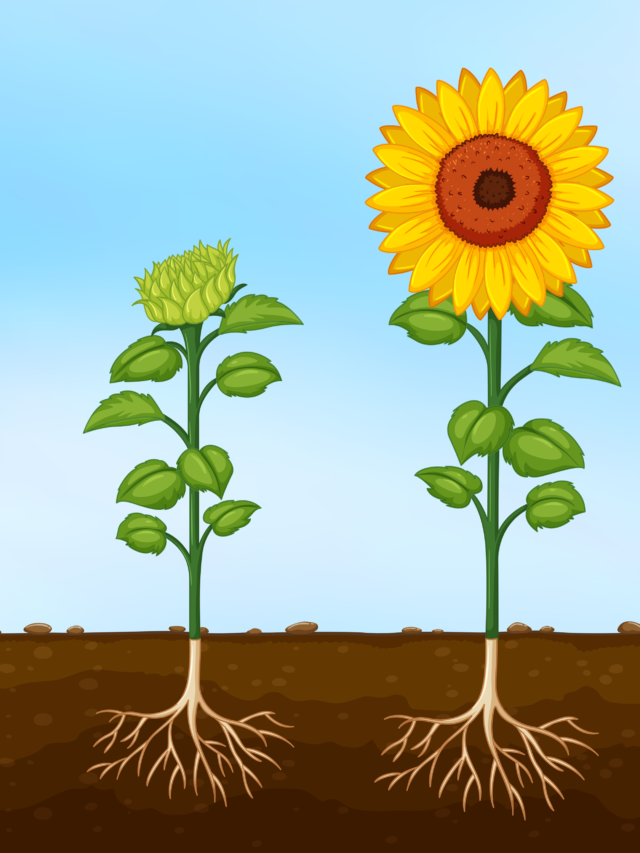 Flower development process in a plant