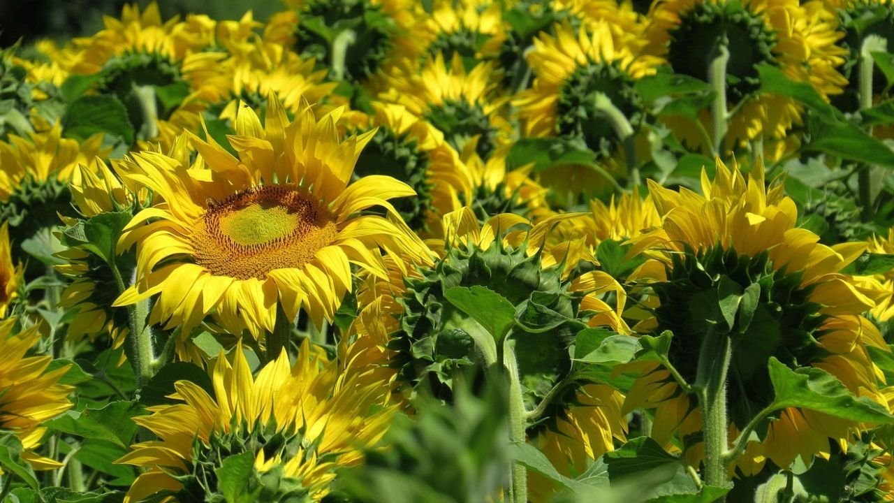 Sunflower (Helianthus annuus)- floral formula