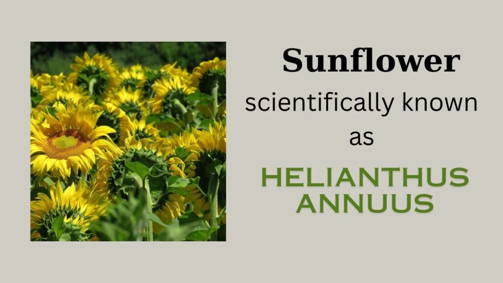 Sunflower (Helianthus annuus)- floral formula