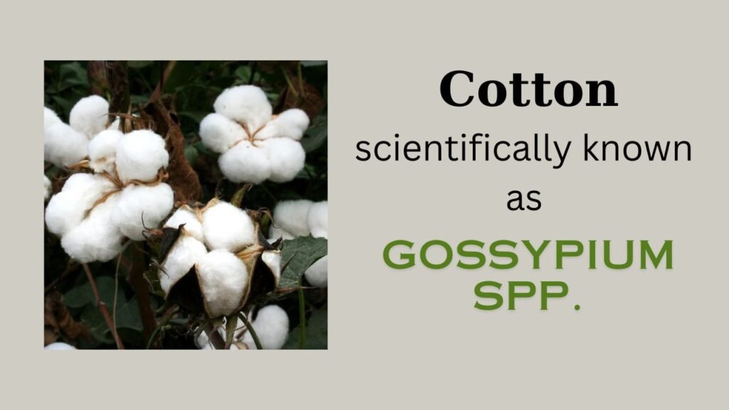 Cotton (Gossypium spp.)- Plant overview and floral formula
