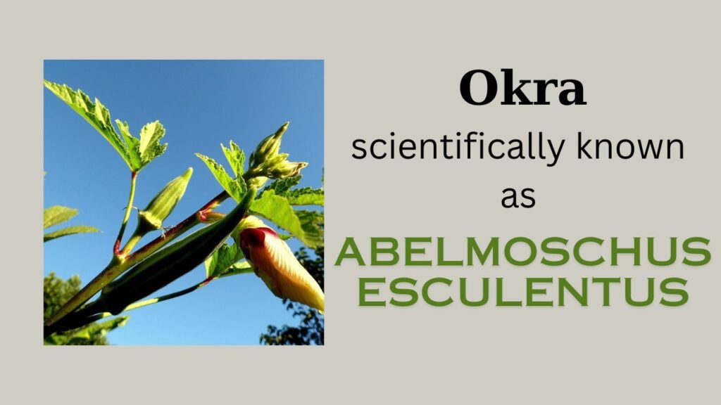 Okra plant: Plant overview and floral formula