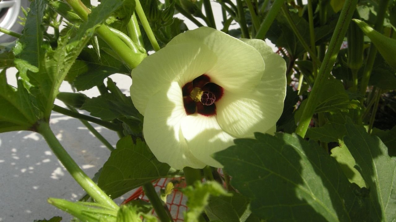 Abelmoschus moschatus: Plant overview and floral formula