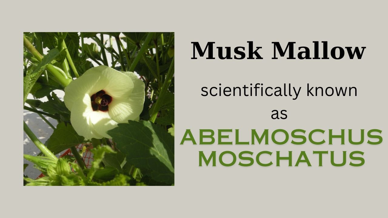 Abelmoschus moschatus: Plant overview and floral formula