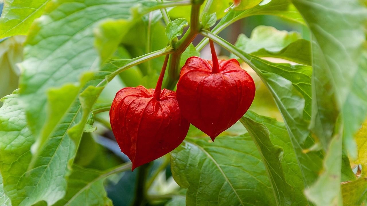 Alkekengi officinarum: Plant overview and floral formula
