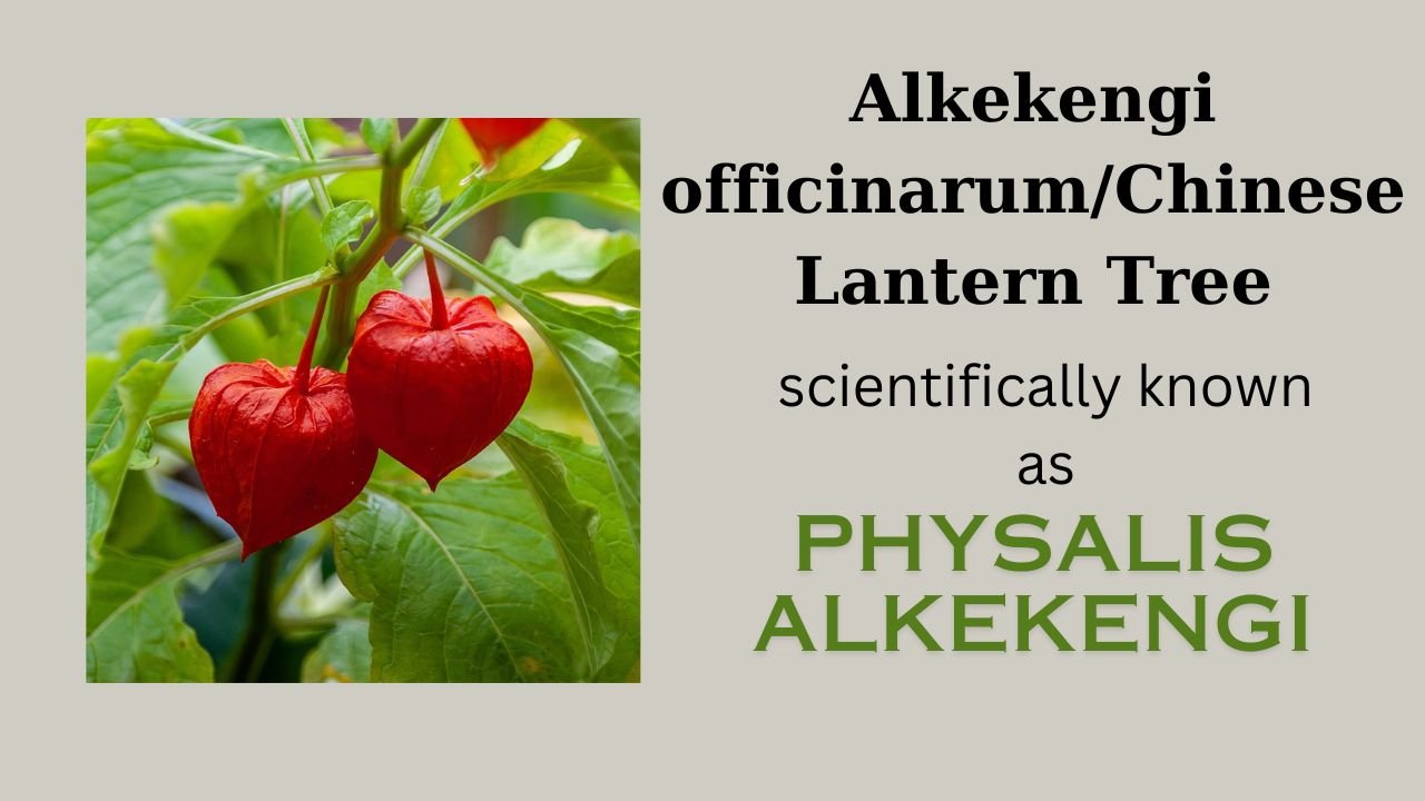 Alkekengi officinarum: Plant overview and floral formula