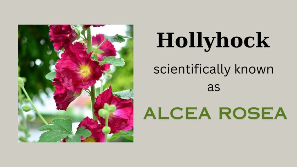 Hollyhock (Alcea rosea): Plant overview and floral formula