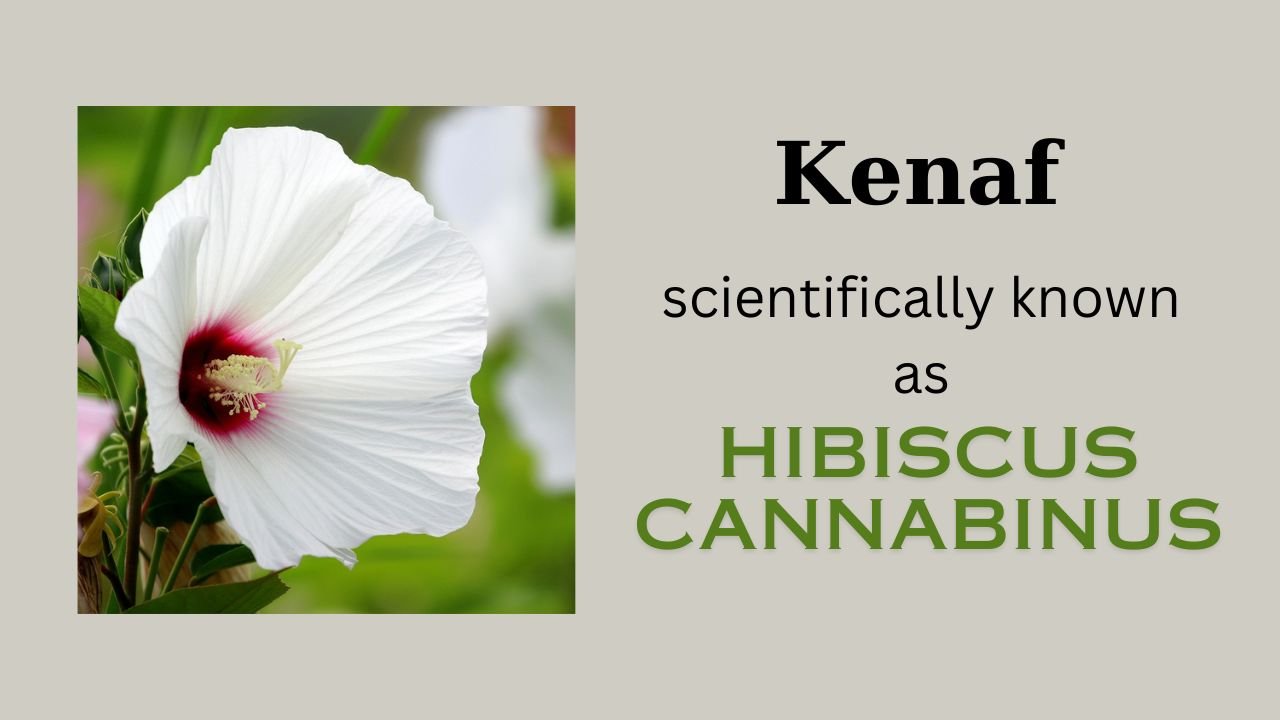 Kenaf (Hibiscus cannabinus): Plant overview and floral formula