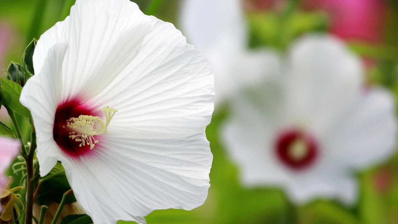 Kenaf (Hibiscus cannabinus): Plant overview and floral formula