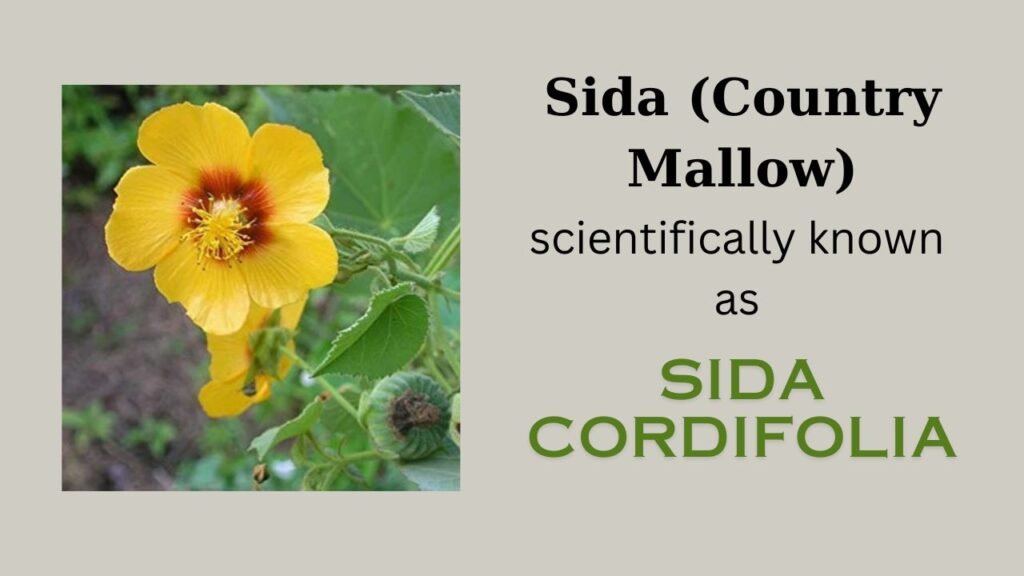 Sida (Country Mallow): Plant overview