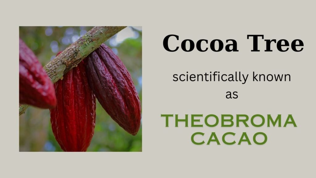 Cocoa Tree (Theobroma cacao): Floral formula, Systematic Position